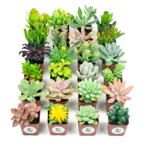 Feng Shui Plants, Feng Shui Gifts